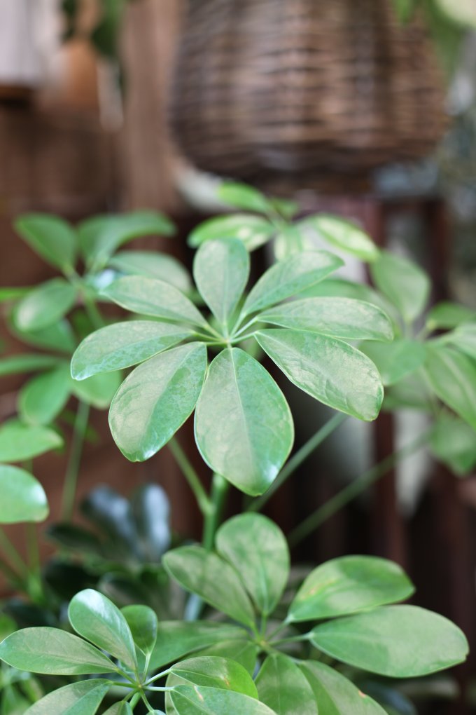 Schefflera arboricola